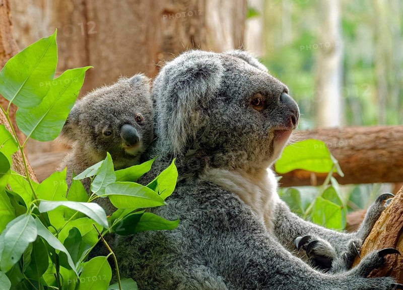 Animal portrait, koala (Phascolarctos cinereus), marsupial, with young on the back, captive, distribution East Australia