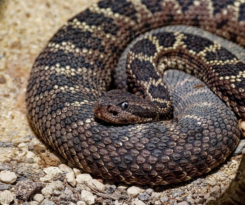 Arizona black rattlesnake, black-tailed rattlesnake (Crotalus molossus), reptiles, captive, occurrence Arizona, New Mexico, Texas