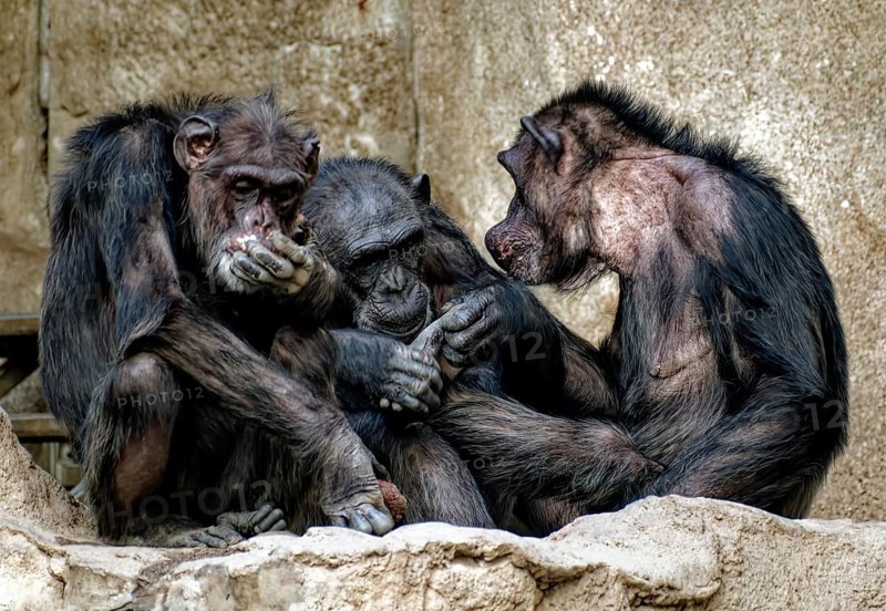Animal portrait, Western chimpanzee (Pan troglodytes verus) group picture, captive, distribution central and western Africa