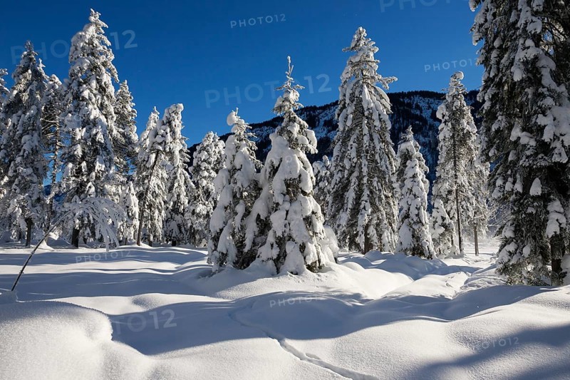 Winter landscape, snow-covered spruce trees (Pica abies), Bavarian Alps, Alpine foothills, Upper Bavaria, Germany