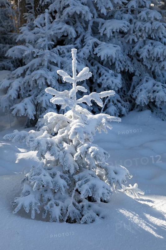 Snow-covered spruce (Picea abies) in winter, spruce forest, Alpine foothills, Upper Bavaria, Germany