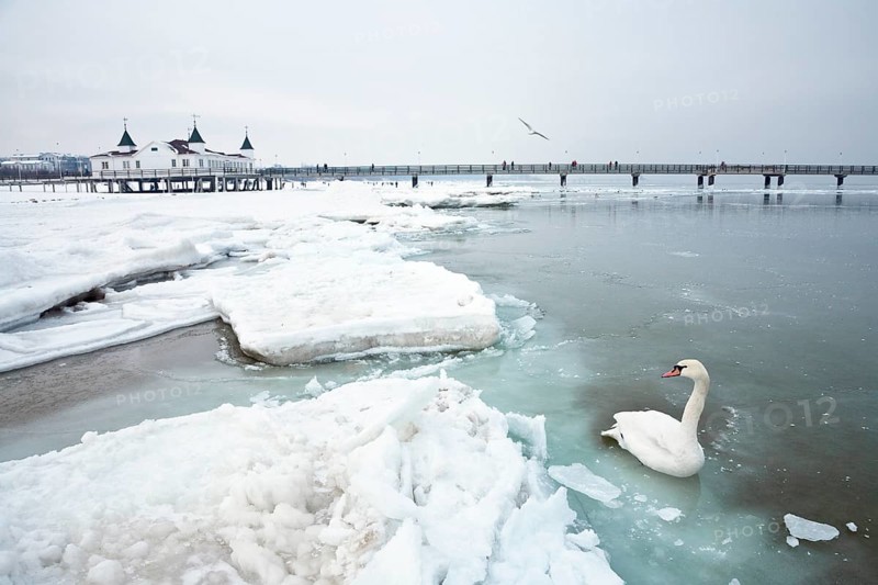 Ahlbeck pier in winter, icy, swan, Ahlbeck, Usedom, Mecklenburg-Western Pomerania, Germany