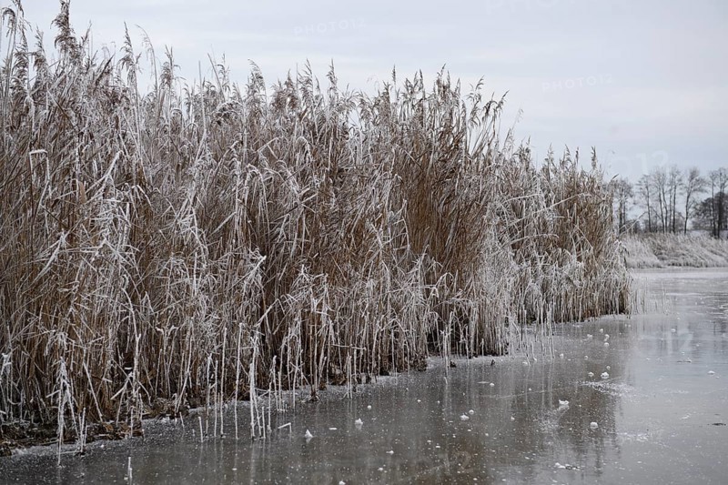 Icy reeds along a frozen body of water in a wintry landscape, Dümmer nature park Park, Lower Saxony, Germany