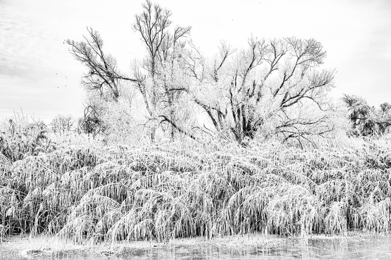 Wintery nature with hoarfrost on trees and reeds in an overexposed black and white view, Dümmer nature park Park, Lower Saxony, Germany