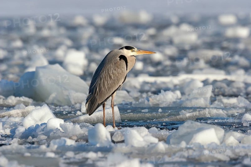 Grey heron (Ardea cinerea), standing on the ice and freezing, winter, Baltic Sea, Usedom, Mecklenburg-Western Pomerania, Germany