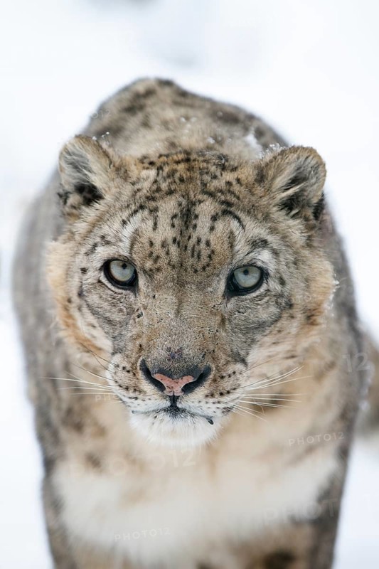 Snow leopard (Panthera uncia), portrait, frontal, zoo, captive