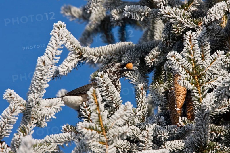 Nutcracker (Nucifraga caryocatactes), with hazelnut in spruce, hoarfrost, winter, Upper Bavaria, Germany