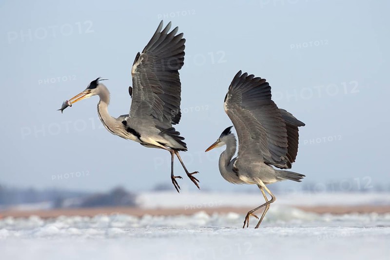 Two grey herons (Ardea cinerea) fighting over fish, winter, Usedom, Mecklenburg-Western Pomerania, Germany