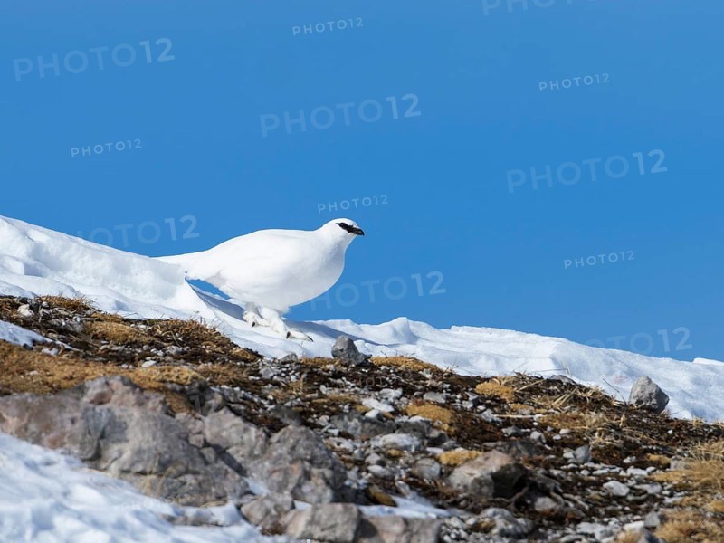 Rock ptarmigan (Lagopus mutus), hen, female, snow, winter, Alps, Upper Bavaria, Germany