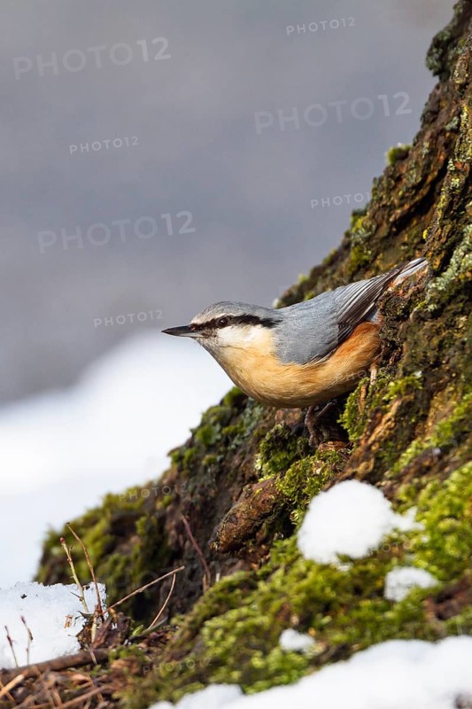 Nuthatch (Sitta europaea) climbing a tree trunk, in winter, Upper Bavaria, Germany