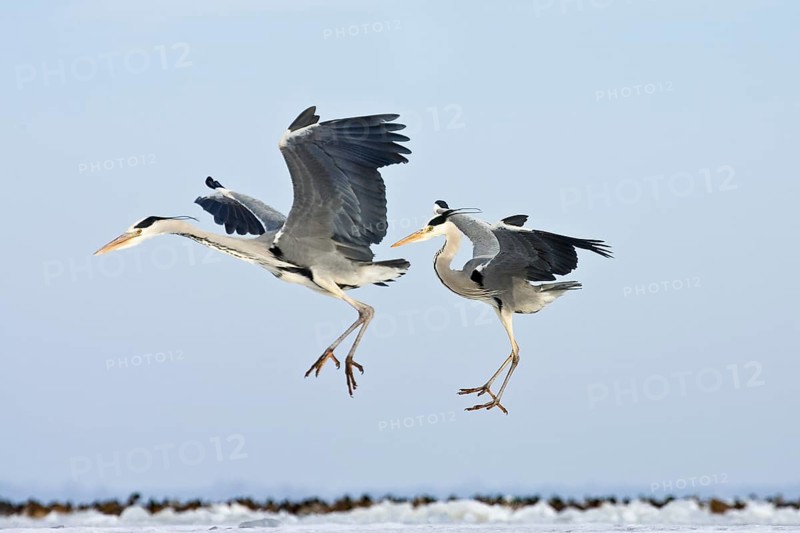 Two grey herons (Ardea cinerea), in flight, winter, Baltic Sea, Usedom, Mecklenburg-Western Pomerania, Germany