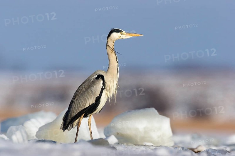 Grey heron (Ardea cinerea), standing on ice, winter, Baltic Sea, Usedom, Mecklenburg-Western Pomerania, Germany