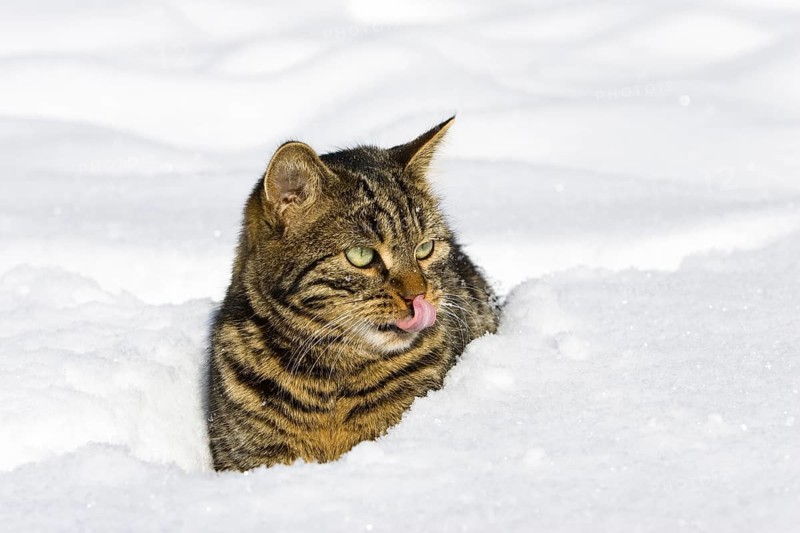 Tabby house cat in deep snow, Bavaria, Germany