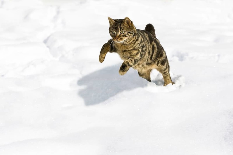 Tiggy house cat running in snow, jump, Bavaria, Germany