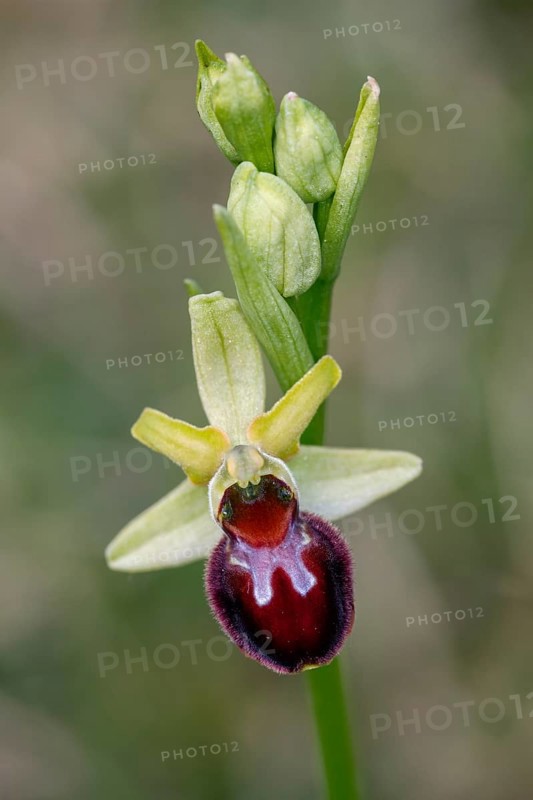 Spider orchid (Ophrys sphecodes), single flower, close-up, Pupplinger Au, Isar floodplain, Upper Bavaria, Germany