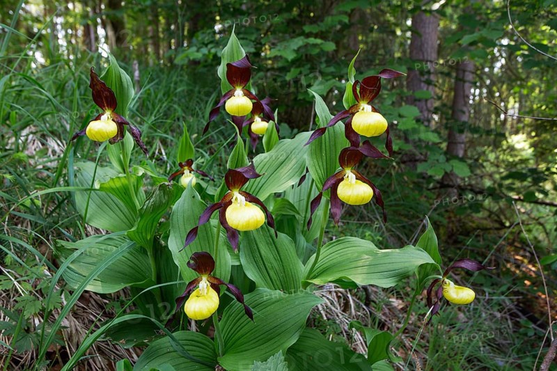 Lady's slipper (Cypripedium calceolus), several in deciduous forest, Upper Bavaria, Germany