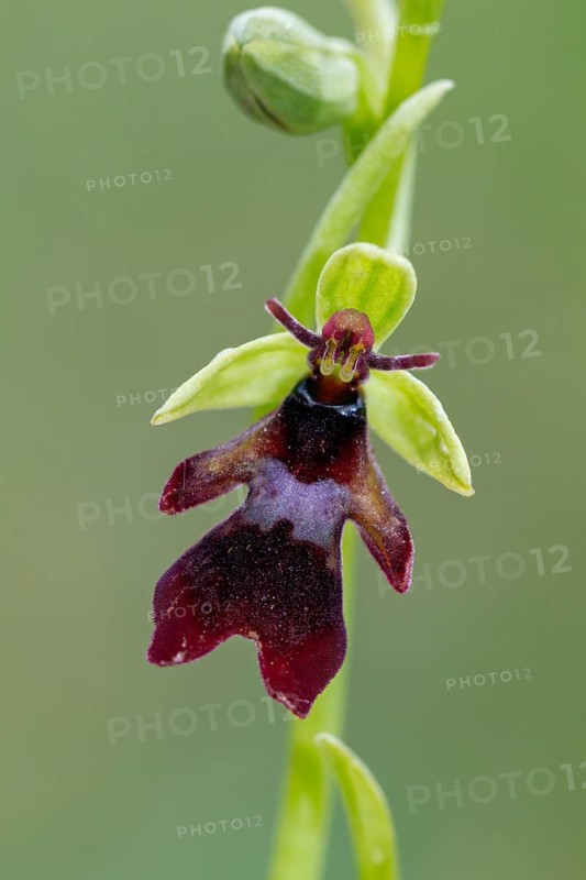 Fly orchid (Ophrys insectifera), single flower, close-up, Pupplinger Au, Isar floodplain, Upper Bavaria, Germany