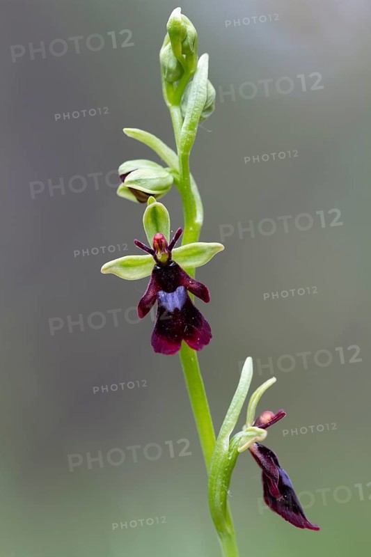 Fly orchid (Ophrys insectifera), Pupplinger Au, Isar floodplain, Upper Bavaria, Germany