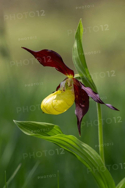 Lady's slipper (Cypripedium calceolus), single flower, Pupplinger Au, Isar floodplain, Upper Bavaria, Germany