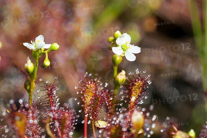 Oblong-leaved sundew (Drosera intermedia), flowers and leaves with adhesive glands, bog, raised bog, Upper Bavaria, Germany