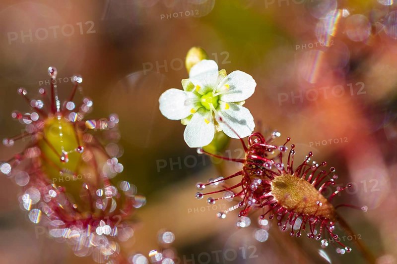 Oblong-leaved sundew (Drosera intermedia), flower and leaves with adhesive glands, bog, raised bog, Upper Bavaria, Germany