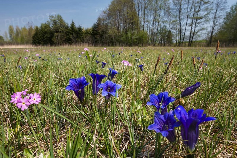Stemless gentian (Gentiana clusii) and primrose (Primula farinosa), flowering meadow, fen, Upper Bavaria, Germany