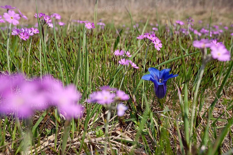 Mealy primrose (Primula farinosa) and Stemless gentian (Gentiana clusii), flower meadow, fen, Upper Bavaria, Germany