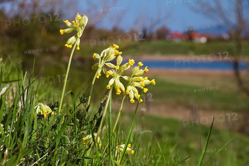 Spring cowslip (Primula veris), landscape, Upper Bavaria, Germany