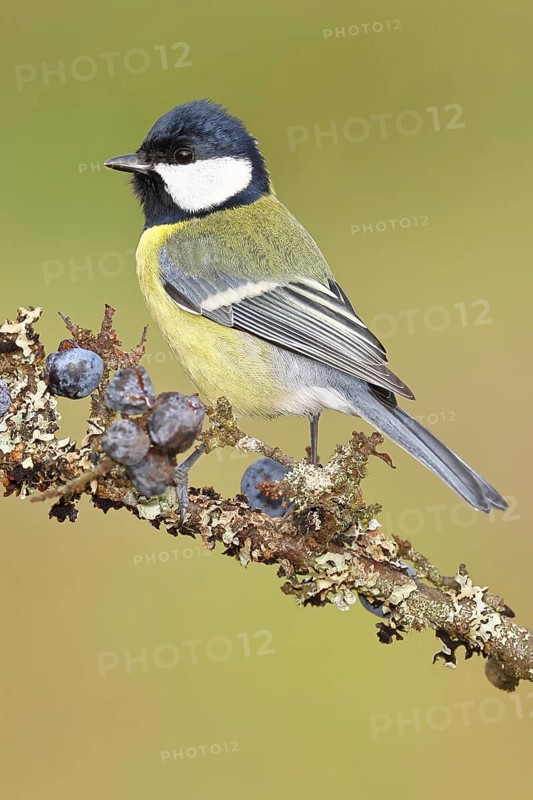 Great tit (Parus major), sitting on a branch in a blackthorn bush, (Prunus spinosa), sloes, with ripe fruit, autumn, wildlife, animals, tit family, songbird, birds, Wilnsdorf, North Rhine-Westphalia, Germany