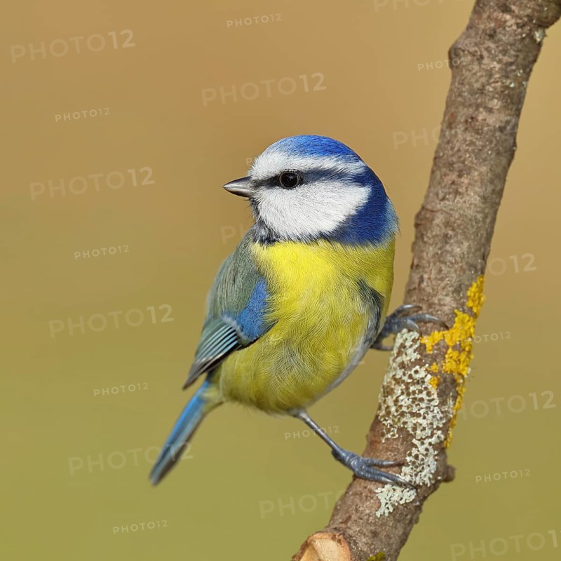 Blue tit (Parus caeruleus), sitting on a branch, Wilnsdorf, North Rhine-Westphalia, Germany