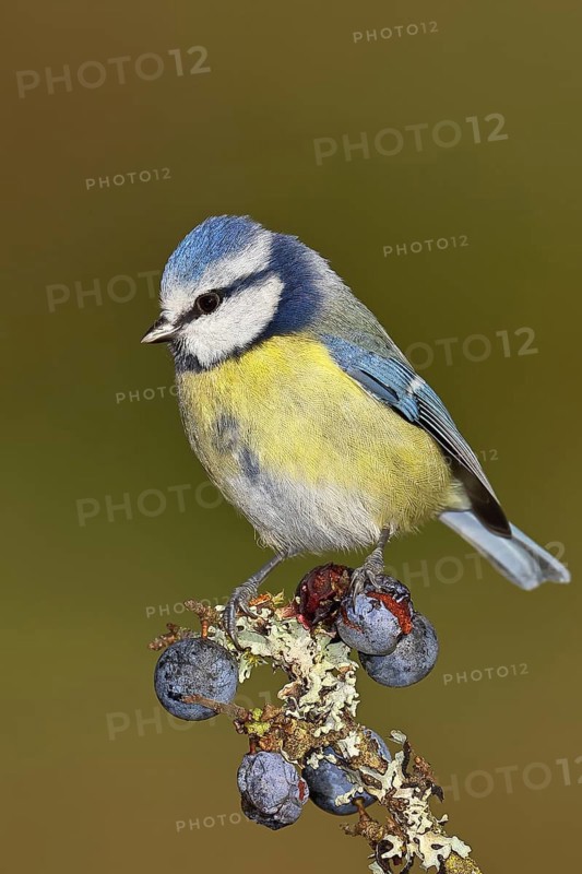Blue tit (Parus caeruleus), sitting on a branch in a blackthorn bush, (Prunus spinosa), sloes, with ripe fruit, autumn, wildlife, animals, tit family, songbird, birds, Wilnsdorf, North Rhine-Westphalia, Germany