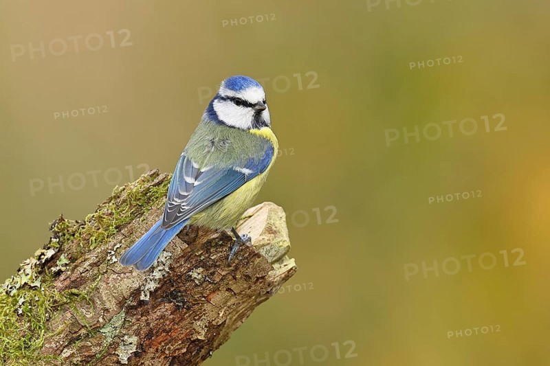 Blue tit (Parus caeruleus), sitting on moss-covered dead wood, Wilnsdorf, North Rhine-Westphalia, Germany