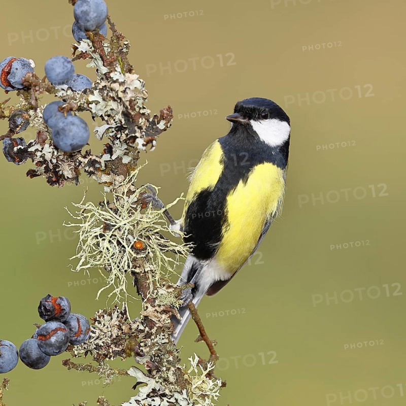 Great tit (Parus major), sitting on a branch in a blackthorn bush, (Prunus spinosa), sloes, with ripe fruit, autumn, wildlife, animals, tit family, songbird, birds, Wilnsdorf, North Rhine-Westphalia, Germany