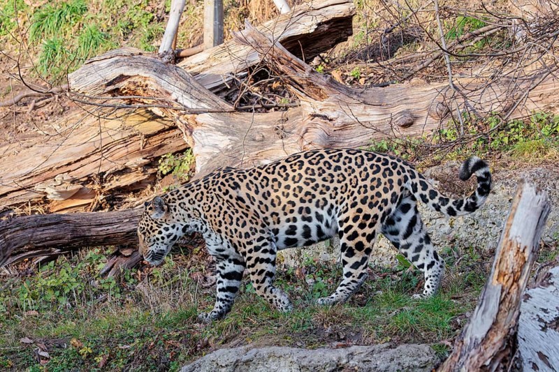 An adult jaguar (Panthera onca) runs across a dry meadow on a sunny day, with rotting tree trunks lying on the ground in hilly terrain. Captive