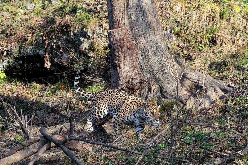 An adult jaguar (Panthera onca) runs across a dry meadow on a sunny day, with rotting trees lying on the ground in hilly terrain. Captive