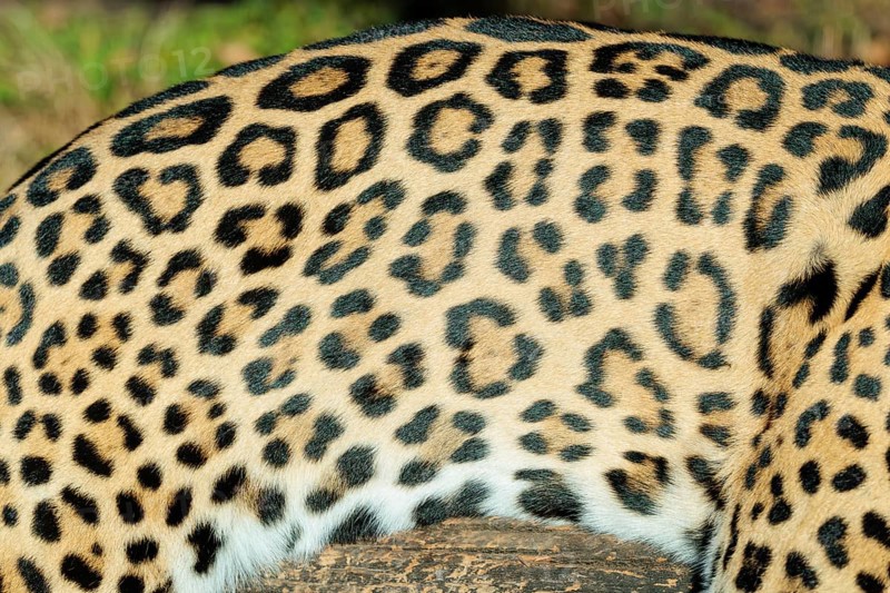 Pattern of a jaguar (Panthera onca) fur