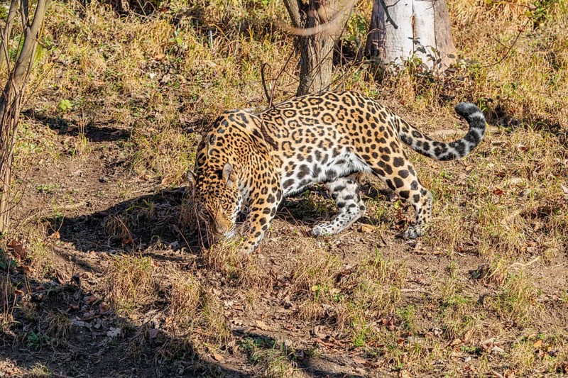 An adult jaguar (Panthera onca) sniffs the ground on a sunny day in a dry meadow in hilly terrain. Captive
