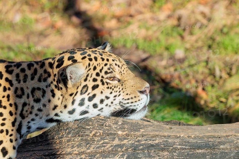 Portrait of a resting jaguar (Panthera onca) lying on a fallen tree on a sunny day. Captive