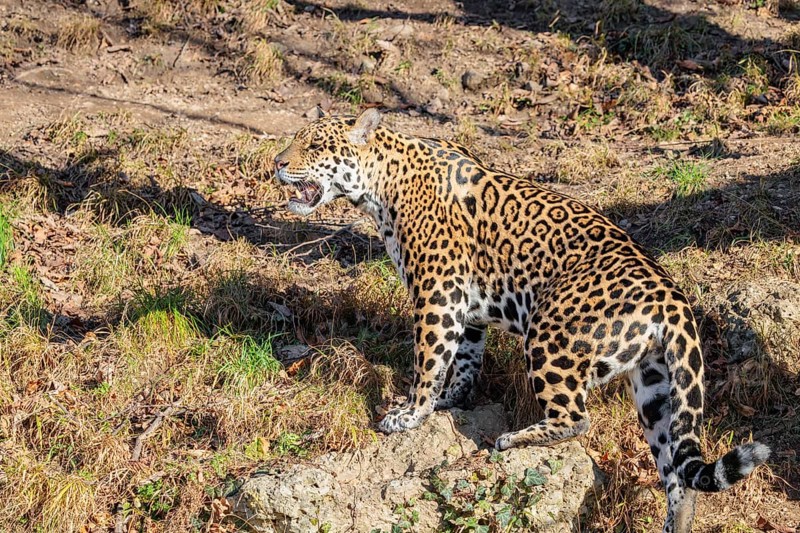 An adult jaguar (Panthera onca) stands on a dry meadow in hilly terrain on a sunny day. Captive