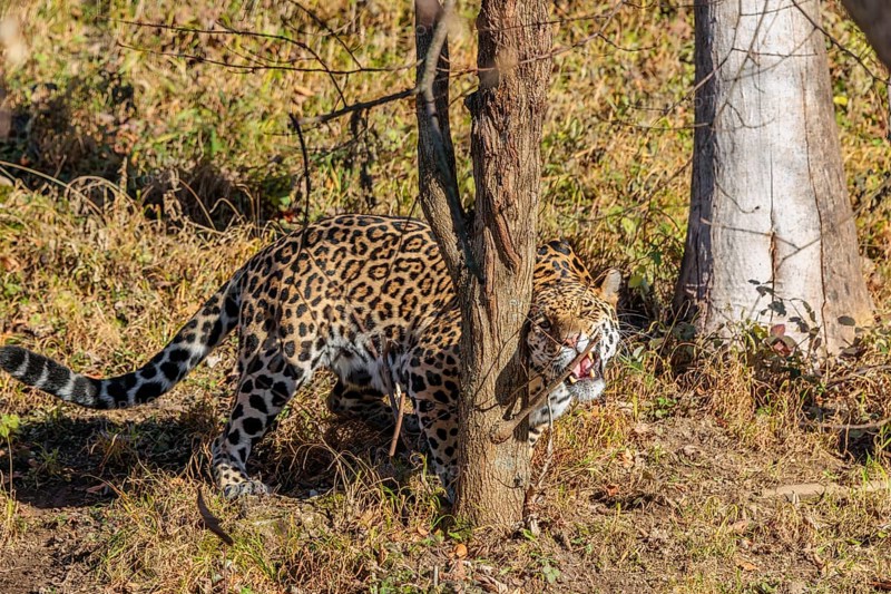 An adult jaguar (Panthera onca) sniffs a tree on a sunny day in a dry meadow in hilly terrain. Captive