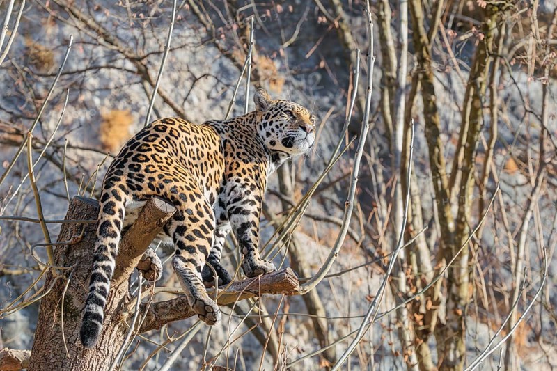 An adult jaguar (Panthera onca) stands high up in a tree on a sunny day in hilly terrain. Captive