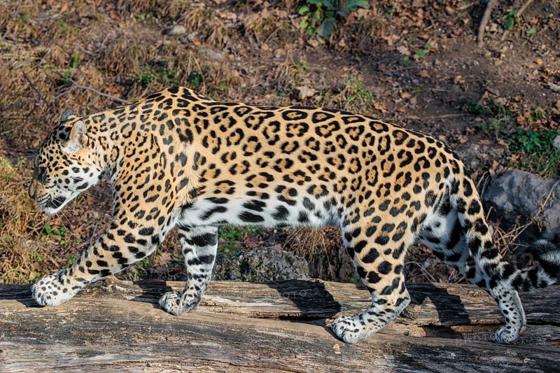 An adult jaguar (Panthera onca) walks on a sunny day on a fallen, rotten tree trunk lying in hilly terrain. Captive