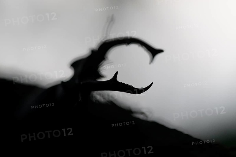 Close-up of a stag beetle (Lucanus cervus) in impressive silhouette, Dammer Berge, Dümmer nature park Park, Damme, Lower Saxony, Germany