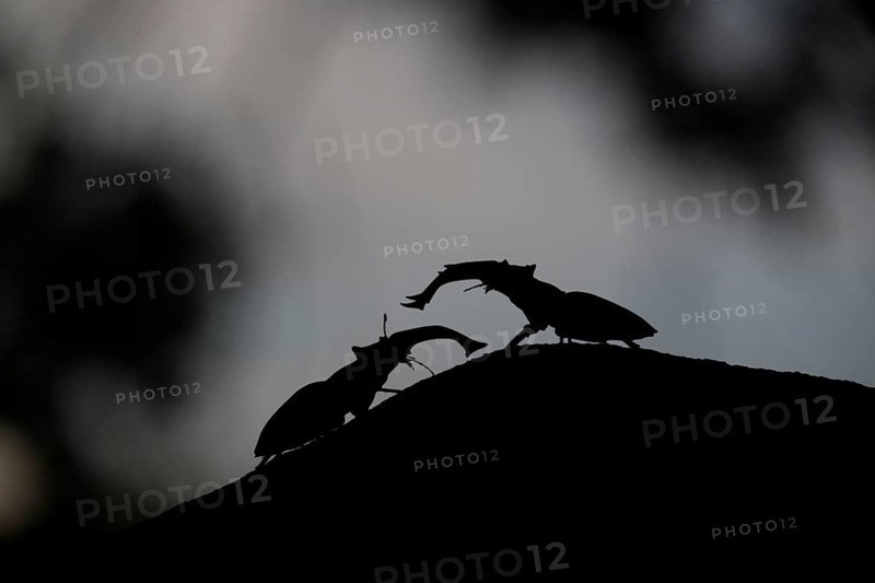 Silhouettes of stag beetles (Lucanus cervus) n fighting on a hill at dusk, Dammer Berge, Dümmer nature park Park, Damme, Lower Saxony, Germany