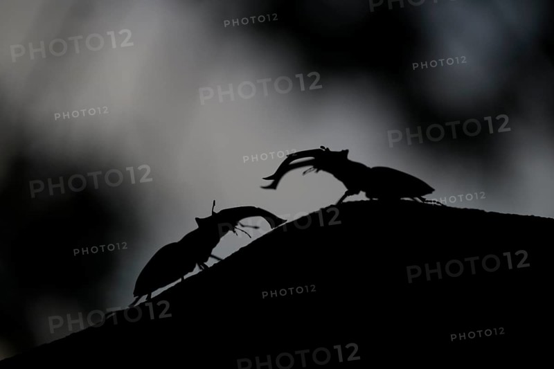 Two stag beetles (Lucanus cervus) clearly silhouetted on a branch in the dark, Dammer Berge, Dümmer nature park Park, Damme, Lower Saxony, Germany