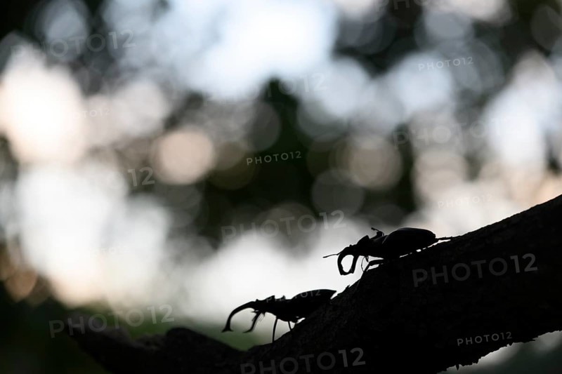 Two stag beetles (Lucanus cervus) silhouetted on a branch in the evening light and shadow, Dammer Berge, Dümmer nature park Park, Damme, Lower Saxony, Germany
