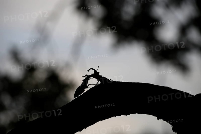 Silhouette of two stag beetles (Lucanus cervus) n on a branch in the soft light of sunset, Dammer Berge, Dümmer nature park Park, Damme, Lower Saxony, Germany
