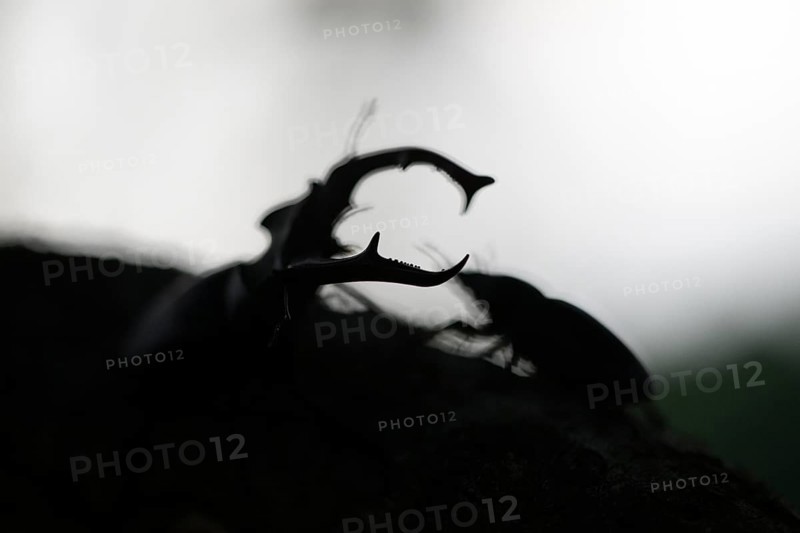 Two stag beetles (Lucanus cervus) in silhouette, facing each other at dusk, Dammer Berge, Dümmer nature park Park, Damme, Lower Saxony, Germany