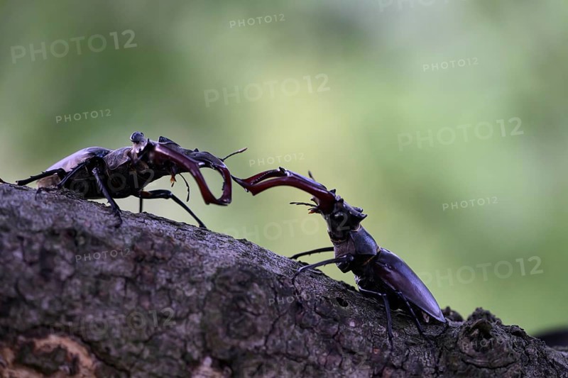 Two stag beetles (Lucanus cervus) fighting on a branch in a natural environment, Dammer Berge, Naturpark Dümmer, Damme, Lower Saxony, Germany