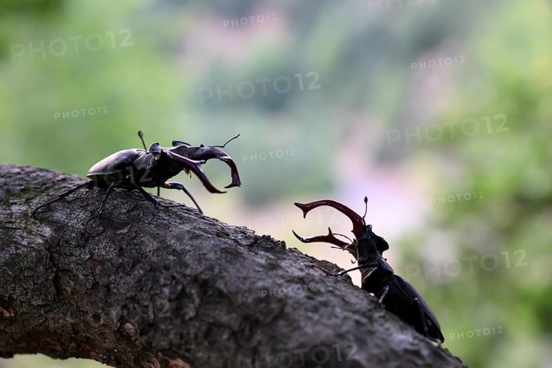 Two stag beetles (Lucanus cervus) confronting each other on a branch, Dammer Berge, Dümmer nature park Park, Damme, Lower Saxony, Germany
